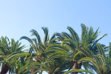 palm tree on blue 