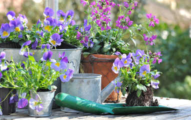 plantation de violas dans pots décoratifs sur table de jardin 