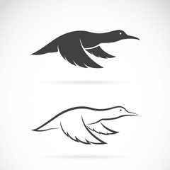 Vector image of an flying wild duck on white background