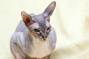 Donskoy  Sphynx.