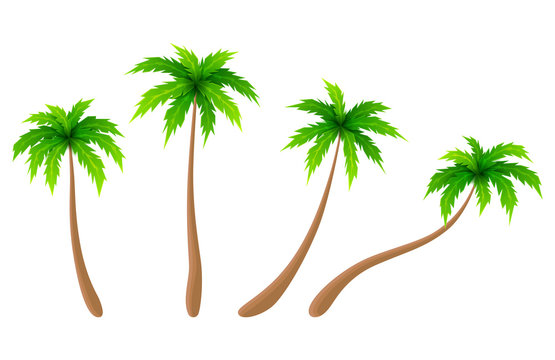 Set of vector palm trees. Cartoon collection of palm trees. Vector illustration.