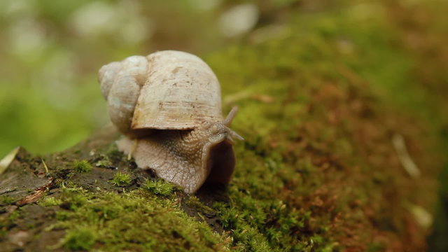 Snail opening eyes in forest