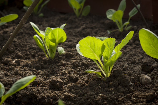 Cabbage Field