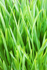 Fototapeta na wymiar Abstract background with frash green grass