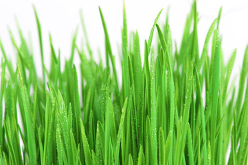 Fototapeta na wymiar Fresh bright green grass on the white background