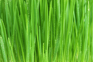 Fresh bright green grass on the white background