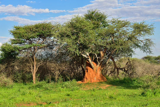 Namibia, termite mound