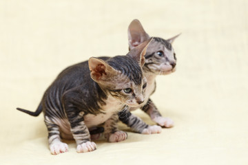 Donskoy  Sphynx.
