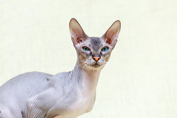 Donskoy  Sphynx.