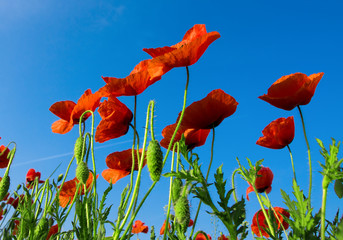 Summer wildflowers and clouds