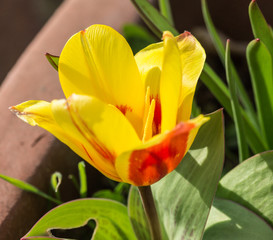 Miniature spring tulip in bloom