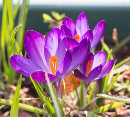 Purple spring crocus