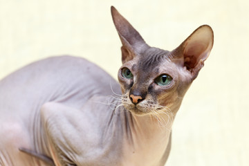 Donskoy  Sphynx.
