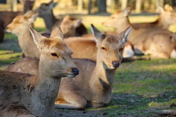 奈良公園の鹿