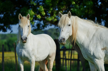 Obraz na płótnie Canvas Two camargue horses