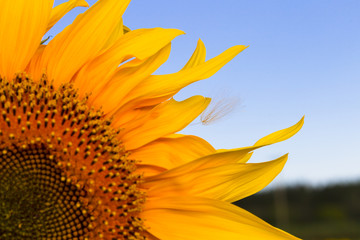 Sunflowers at dawn in the field on a background of blue sky