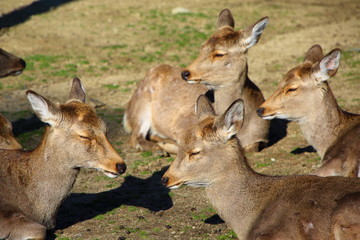 奈良公園の鹿