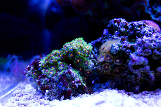 Zoanthus Colony Polyp, colorful corals 