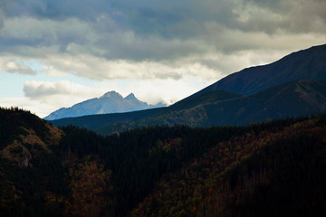 Mountain landscape with tree forest