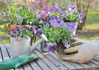 plantation de violas dans pots décoratifs sur une table de jardin  © coco