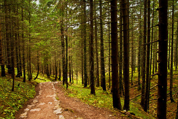 Track path in mountain forest
