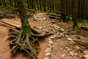 Rock track path in mountain forest