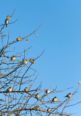 Sparrows perched on a tree branches.