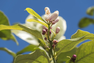 Lemon blossom in spring