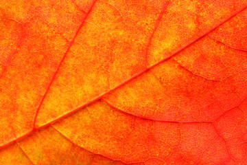 Obraz premium Maple leaf close up background