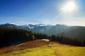 Mountain landscape with tree forest © pab_map