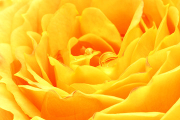 Yellow rose with dew drops close up