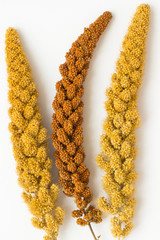 Two twig yellow millet and a sprig of yellow millet on a white b