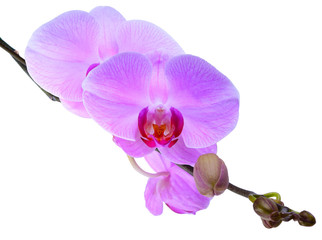 Pink orchid isolated on a white background, close up.