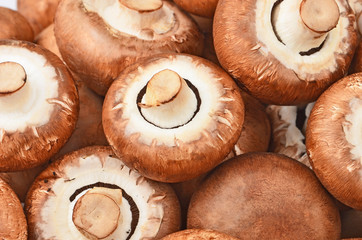Champignon (True mushroom)