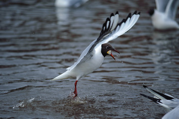 Sea gulls flying over the water