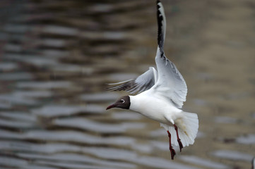 Sea gulls flying over the water