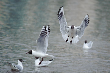 Sea gulls flying over the water