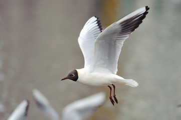 Sea gulls flying over the water