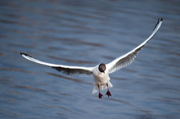 Sea gulls flying over the water