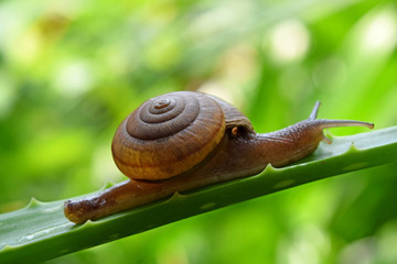 Snail walking on a leaf of aloe vera