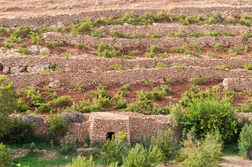 Vineyards in Mardin / Mardin Province, Turkey