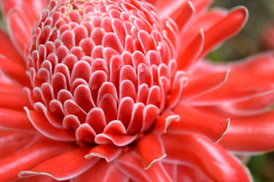 Close up red Torch Ginger flower Blossom