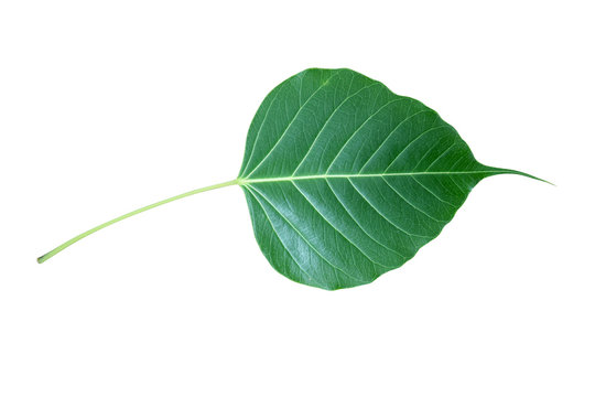 Green Bodhi  leaf  isolate on white background