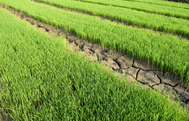 Green rice seedlings and Dry soil is rift