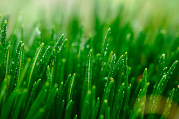 Fototapeta na wymiar Grass and rain