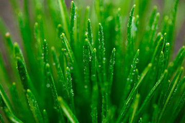 Fototapeta na wymiar Grass and rain