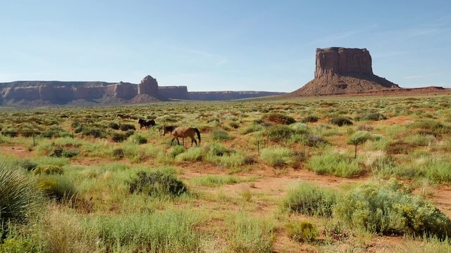 Horses grazing in the high desert