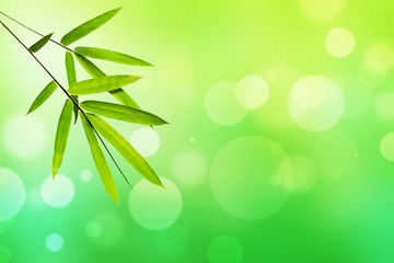 Obraz na płótnie Canvas Bamboo leaf and Green nature light bokeh background