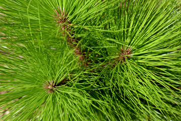Close up leaf Fir pine ,abstract nature background