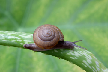 Snail walking on a leaf of aloe vera